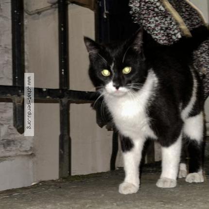 Foto 1/1 Gato encontrado Encontrado en Bruxelles c est