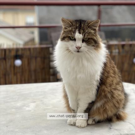 Foto 1/1 Choupette Chat perdido en Limoges