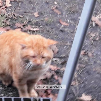 Foto 1/1 Dupin Chat perdido en 33114