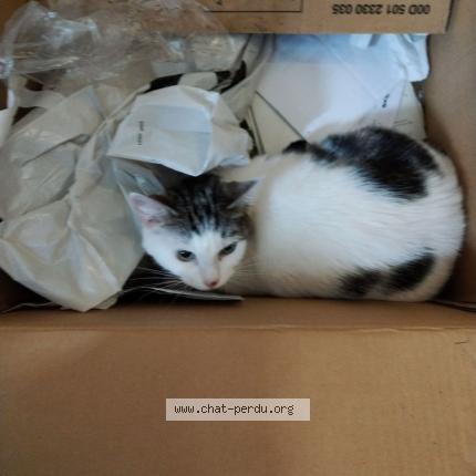 Foto 1/2 LEA Chat perdido en Limoges