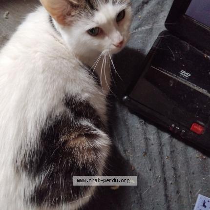 Foto 2/2 LEA Chat perdido en Limoges