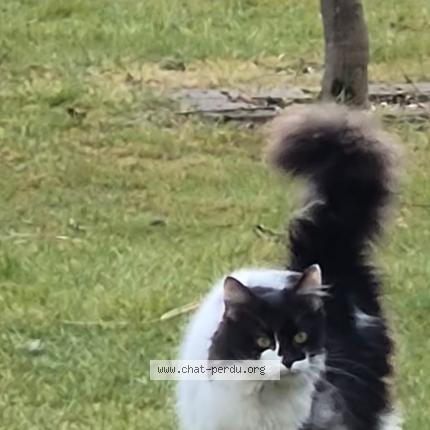 Foto 1/1 Gato encontrado Encontrado en Dilbeek