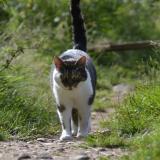 Foto del gato perdido en Wangenbourg