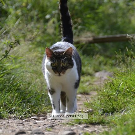 Foto 1/1 Sukie Chat perdido en Wangenbourg