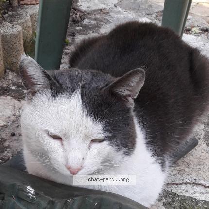 Foto 1/1 Einstein Chat perdido en Marseille