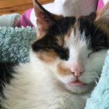 Foto del gato perdido en Chazelles Sur Lyon