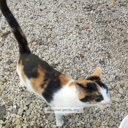 Foto 2/3 Api Chat perdido en Chazelles sur lyon