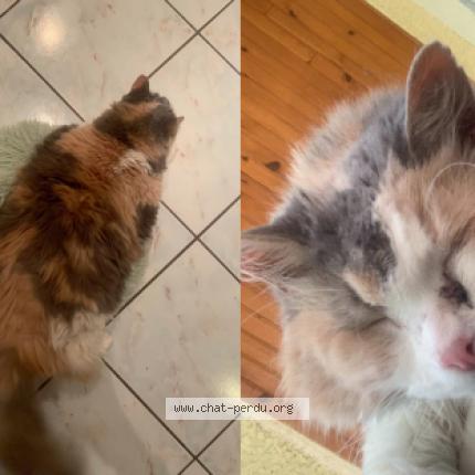 Foto 1/1 Fayah Chat perdido en Eaunes