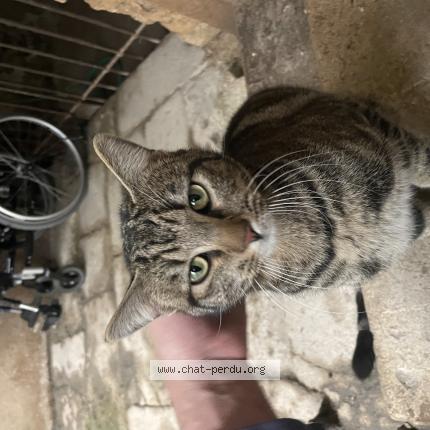 Foto 1/1 Gato encontrado Encontrado en Pezenas