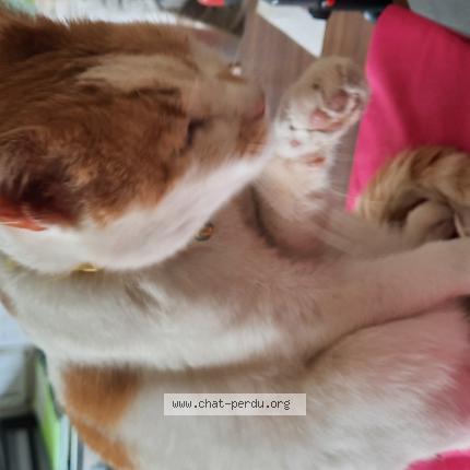 Foto 1/4 Gato encontrado Encontrado en Sainte genevieve des bois