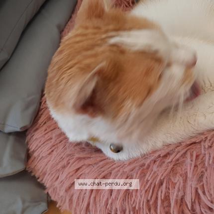 Foto 2/4 Gato encontrado Encontrado en Sainte genevieve des bois