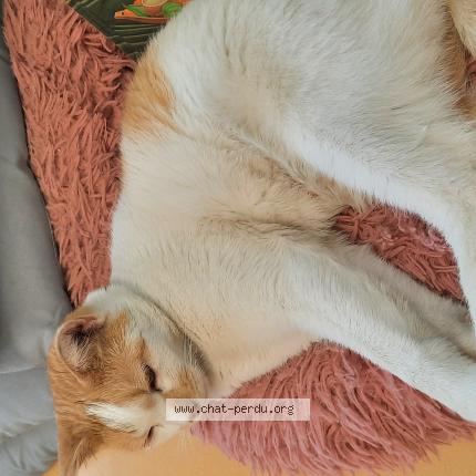 Foto 3/4 Gato encontrado Encontrado en Sainte genevieve des bois