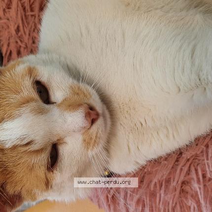 Foto 4/4 Gato encontrado Encontrado en Sainte genevieve des bois