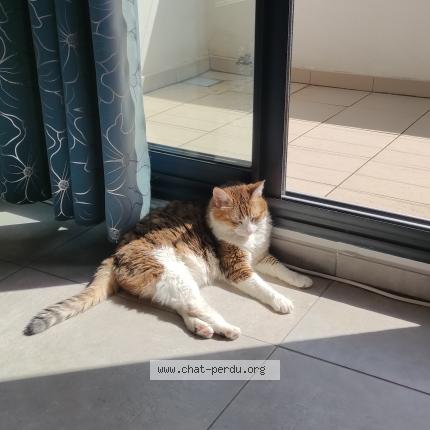 Foto 1/1 Lady Chat perdido en Saint lys