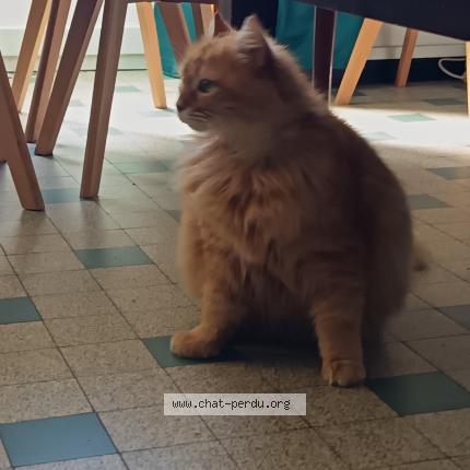 Foto 1/1 Gato encontrado Encontrado en Mereville