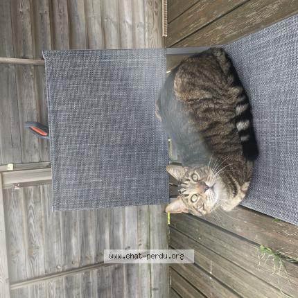 Foto 1/1 Willy Chat perdido en Baulne