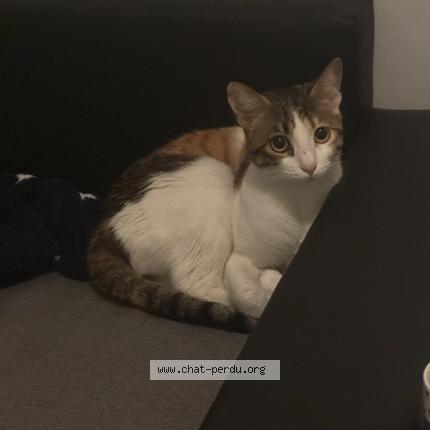 Foto 1/1 Nimou Chat perdido en Paris