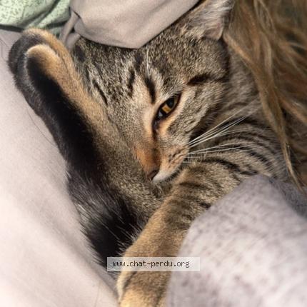 Foto 1/1 ace Chat perdido en Bouguenais