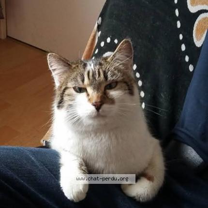 Foto 1/1 Kinjah Chat perdido en Villefranche de rouergue