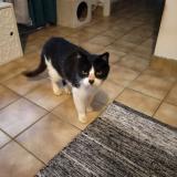 Foto de gato encontrado en Plouedern