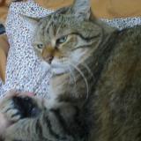 Foto del gato perdido en Faches Thumesnil