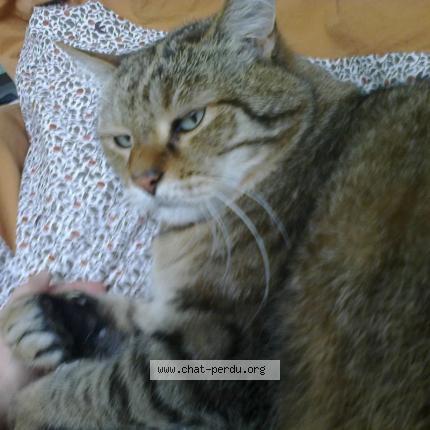 Foto 1/1 Dotty Chat perdido en Faches thumesnil