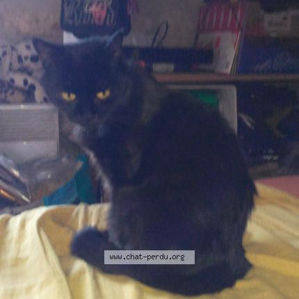 Foto 1/1 Carbone Chat perdido en Le chanay