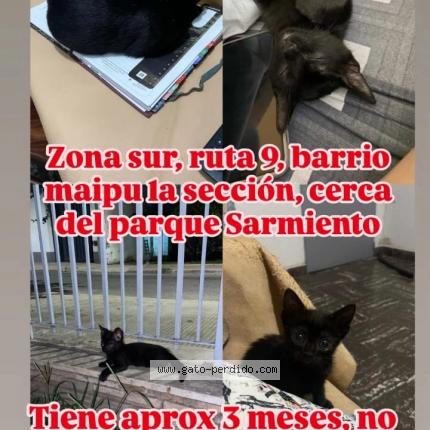 Foto 1/1 Tannat Chat perdido en Cordoba