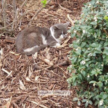 Foto 1/1 Gato encontrado Encontrado en Bonneuil sur marne