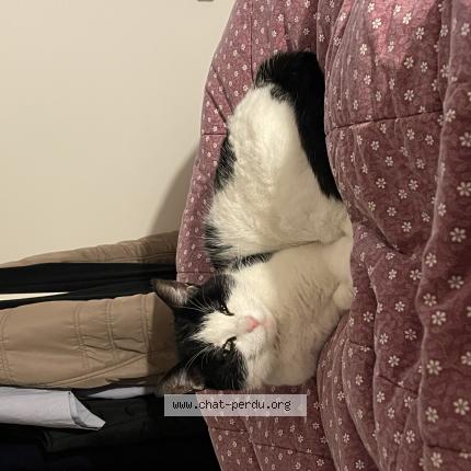 Foto 1/2 Choupette Chat perdido en Caen