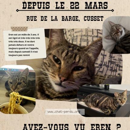Foto 1/2 Eren Chat perdido en Cusset