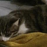 Foto del gato perdido en Mars