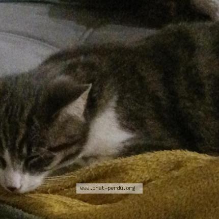 Foto 1/1 Zazou Chat perdido en Mars