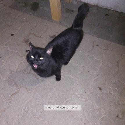 Foto 1/1 Gato encontrado Encontrado en Koenigsbruck lieu dit de leutenh