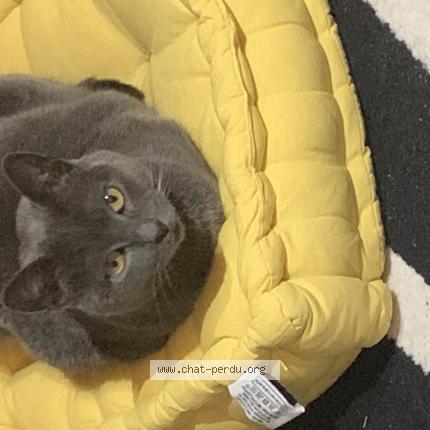 Foto 1/1 Cheescake Chat perdido en Perpignan