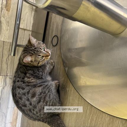 Foto 1/1 Sama Chat perdido en Eckbolsheim