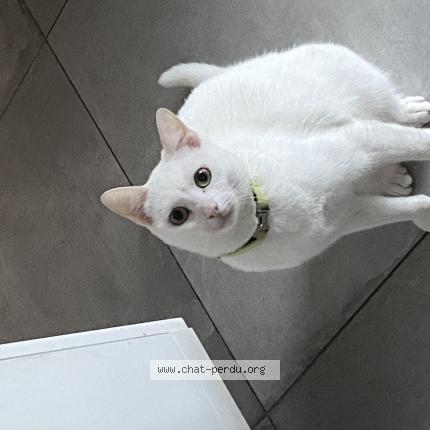 Foto 1/1 Sachi Chat perdido en Baldersheim