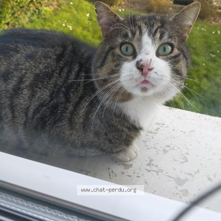 Foto 1/1 Gato encontrado Encontrado en Breaute