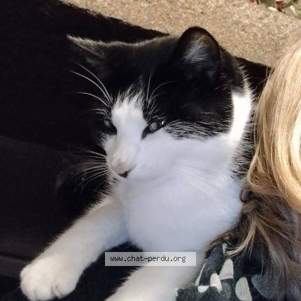 Foto 1/1 ULMA Chat perdido en Bacilly