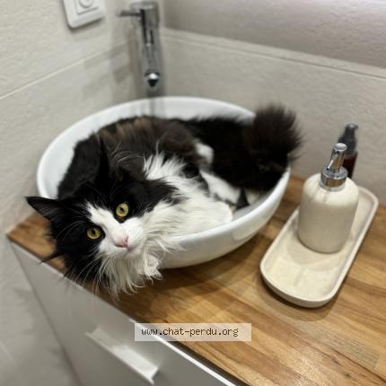 Foto 1/1 Baggi Chat perdido en Sannois