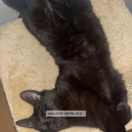 Foto 1/1 Krokmou Chat perdido en Dreux