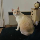 Foto del gato perdido en Vallauris