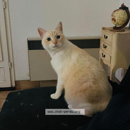 Foto 1/1 Chafou Chat perdido en Vallauris