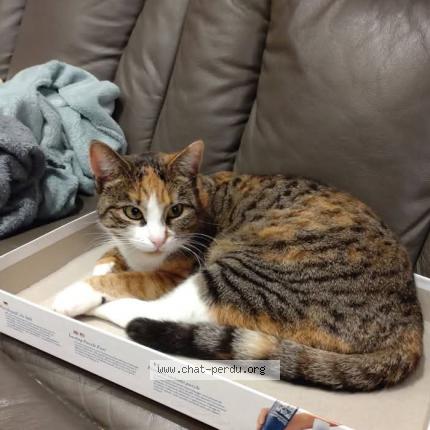 Foto 1/1 Lolie Chat perdido en Dormans