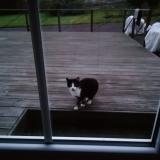 Foto de gato encontrado en Pleine Fougere