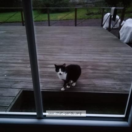 Foto 1/1 Gato encontrado Encontrado en Pleine fougere