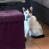 Foto del gato perdido en Tourrette Levens