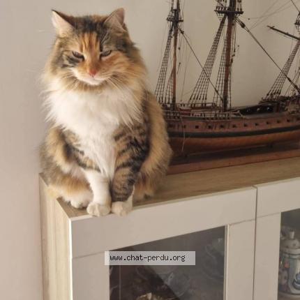 Foto 1/1 Toscane Chat perdido en Esnandes