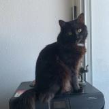 Foto del gato perdido en Coutras