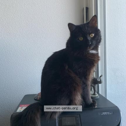 Foto 1/1 Yoda Chat perdido en Coutras